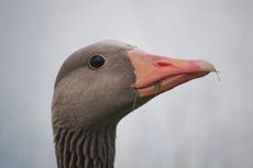 Gänsekopf.JPG